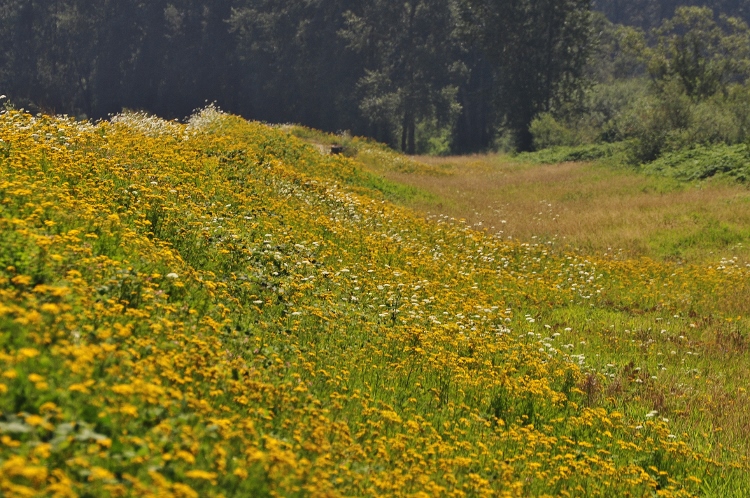 wildflowers